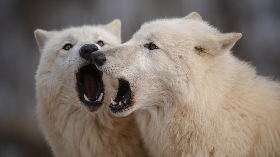 Zwei Wölfe im Wolfforschungszentrum
