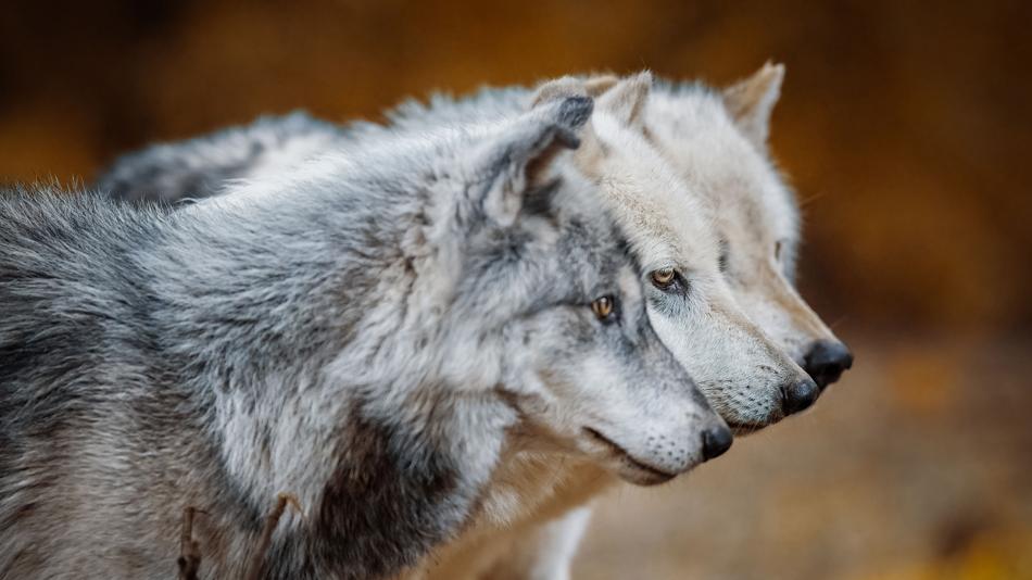 Die Wölfe Wamblee, Yukon, Geronimo