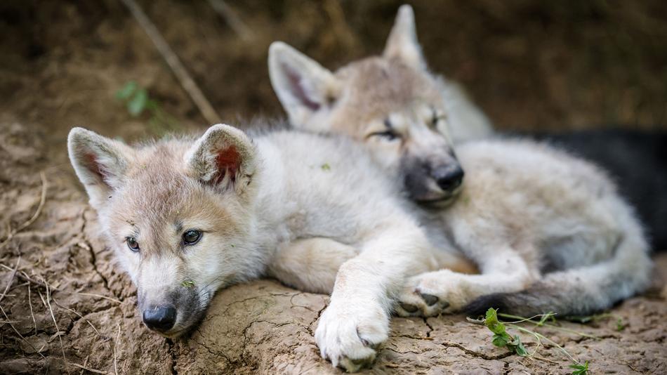 Wolfswelpen im Wolfsforschungszentrum