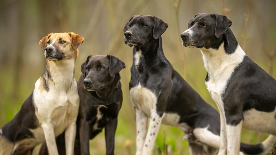 Hunde im Wolfsforschungszentrum
