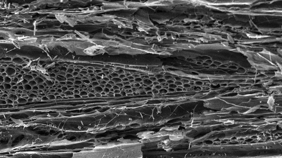 Das Innere der Kohle unterm Elektronenmikroskop