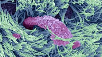 Unsere Nase entdecken: Eine Reise durch die Welt des Riechens