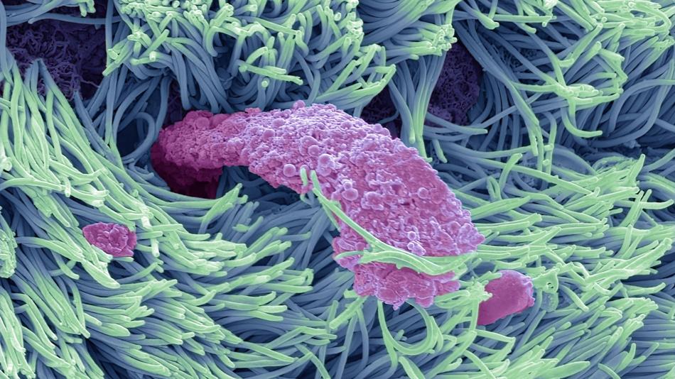 Unsere Nase entdecken: Eine Reise durch die Welt des Riechens