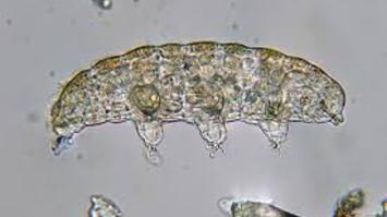 Strahlentherapie: Wie man Krebs überlebt und ein Superheld wird