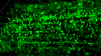 Ein Snapshot aus einer Zelle