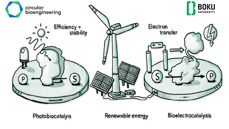 Photobiokatalyse und Bioelektrokatalyse: Umwandlung eines Substrats zu einem Produkt mithilfe von Licht bzw. Elektronen, angetrieben durch erneuerbare Energie.