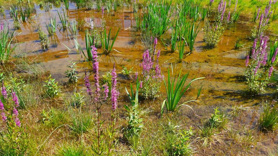 Feuchtbiotop Science Park