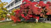 Herbst am Campus 1