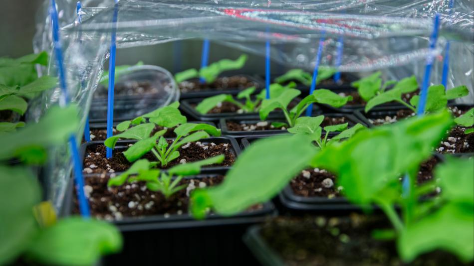 Mehrere junge Pflanzen in kleinen Töpfen unter transparenter Abdeckung im Gewächshaus