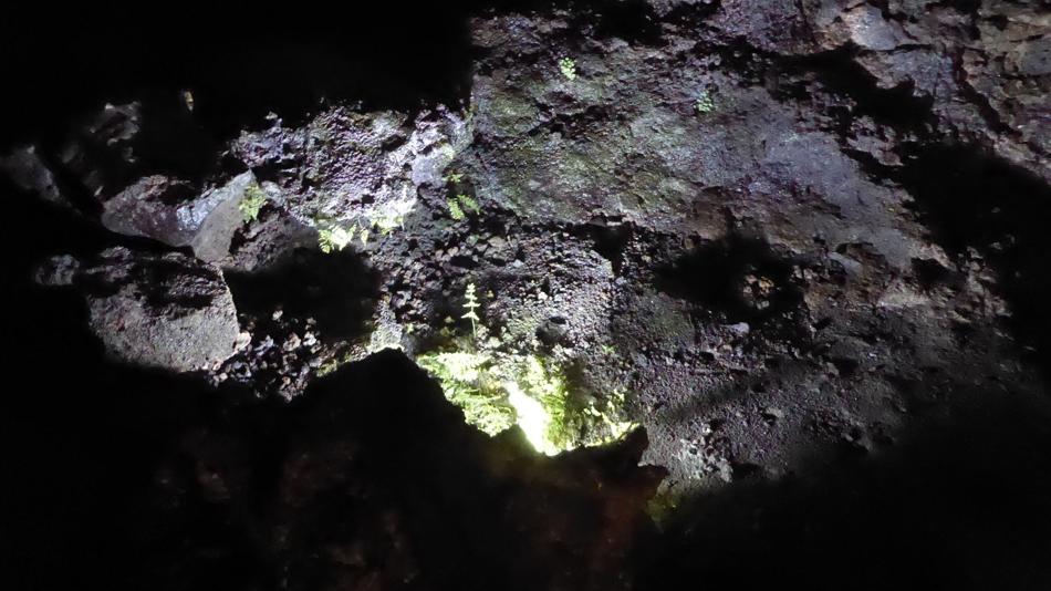 Photosynthese im Scheinwerferlicht einer Höhle