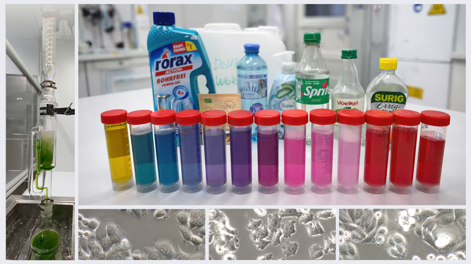 Rotkohlsaft bei verschiedenen pH-Werten in Pipetten