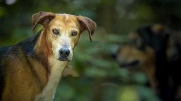 Hund in freier Wildbahn