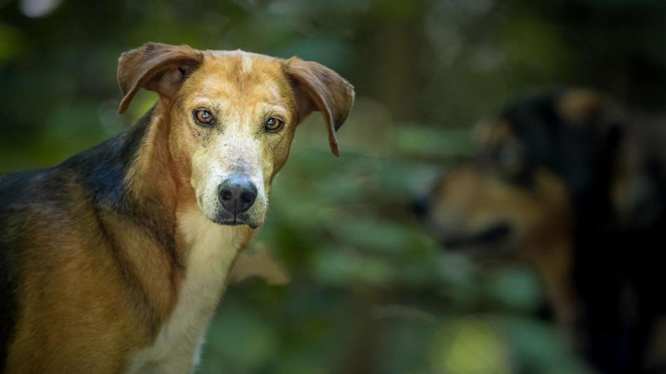 Hund in freier Wildbahn