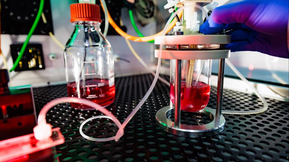 Laboraufbau mit rotem Laserlicht zur Analyse biologischer Proben auf einer optischen Messplattform