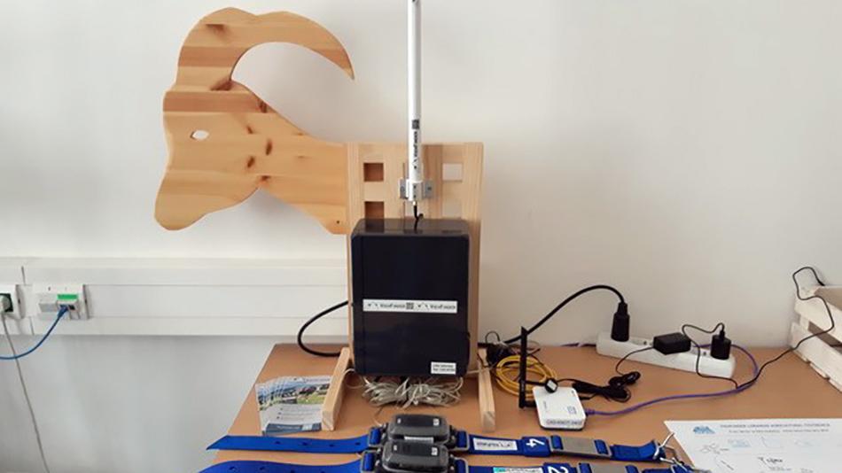 Kuh aus Holz, davor eine Antenne und Halsbänder