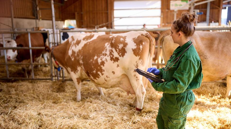 Person mit technischem Device im Kuhstall