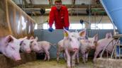 Moritz Bünger im Schweinebetrieb