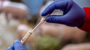 Probeentnahme im Schweinebetrieb