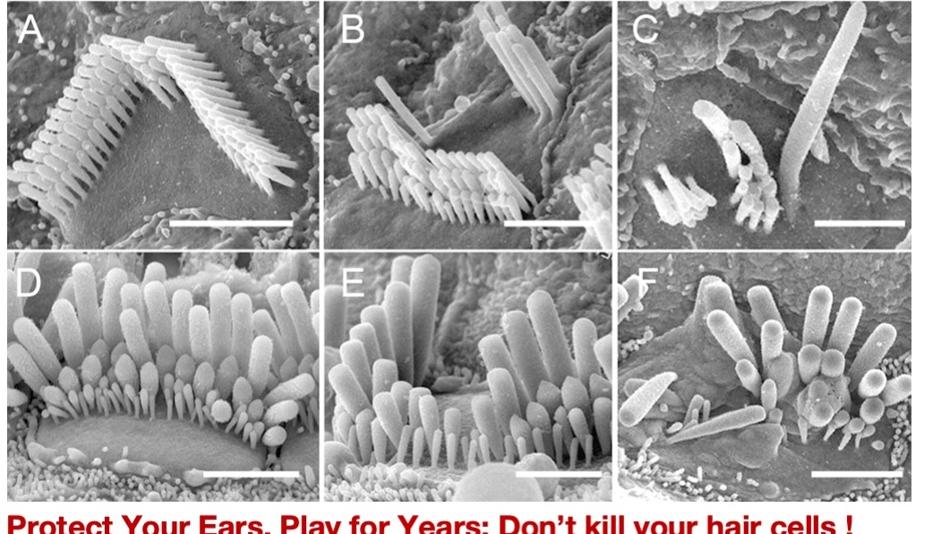 Mikroskopische Aufnahme des Ohres