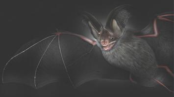 Fledermaus