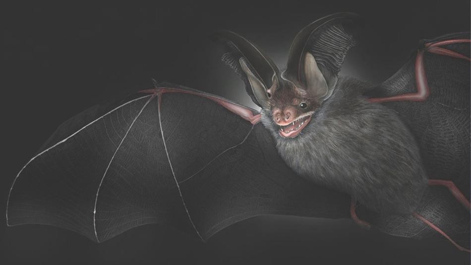 Fledermaus