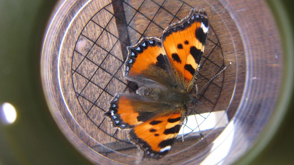 Schmetterling „Kleiner Fuchs“