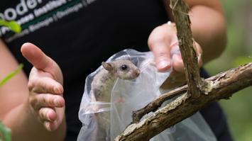 Kleinsäugerforschung