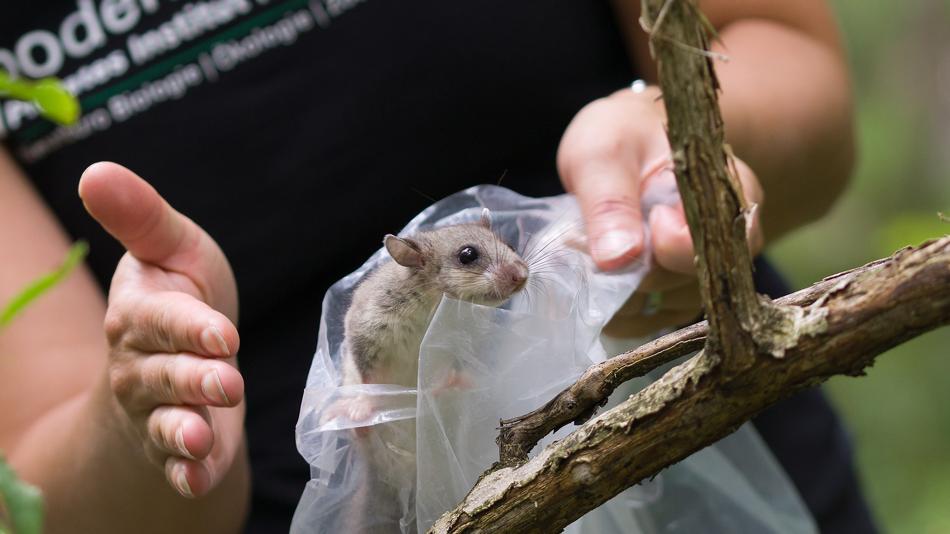 Kleinsäugerforschung