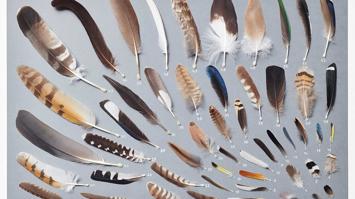 Federleichte Meisterwerke: Verschiedene Vogelfedern im Vergleich