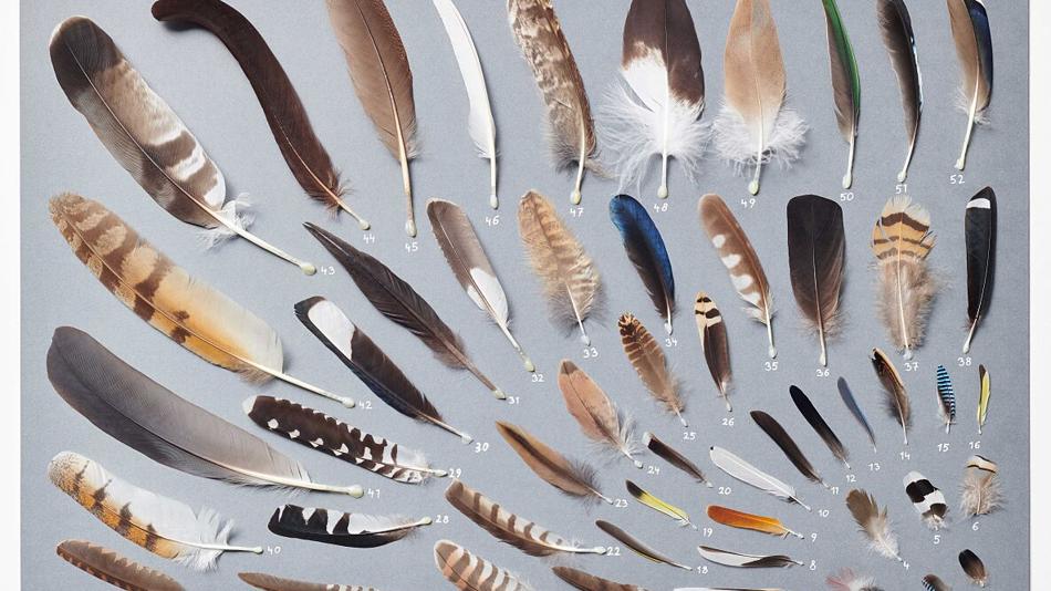 Federleichte Meisterwerke: Verschiedene Vogelfedern im Vergleich