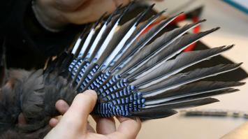 Blau weiß gestreifte Federn zwischen schwarzen Federn auf einem Flügel eines Vogels