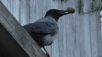 Eine Krähe mit einer Walnuss im Schnabel sitzt auf einem Holzbrett