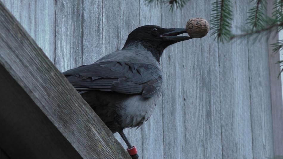 Eine Krähe mit einer Walnuss im Schnabel sitzt auf einem Holzbrett
