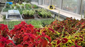 Rote und grüne Pflanzen nebeneinander in einem Gewächshaus