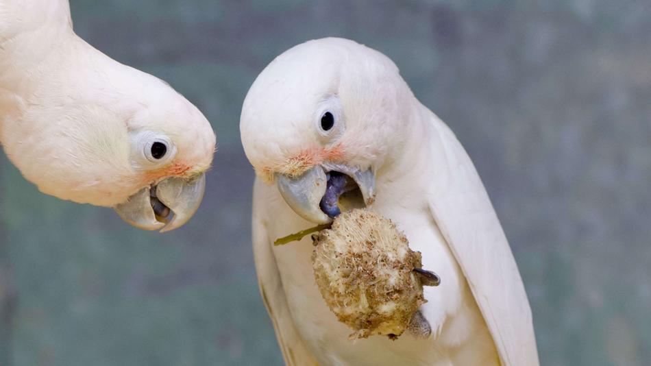 Goffin-Kakadus mit Werkzeug