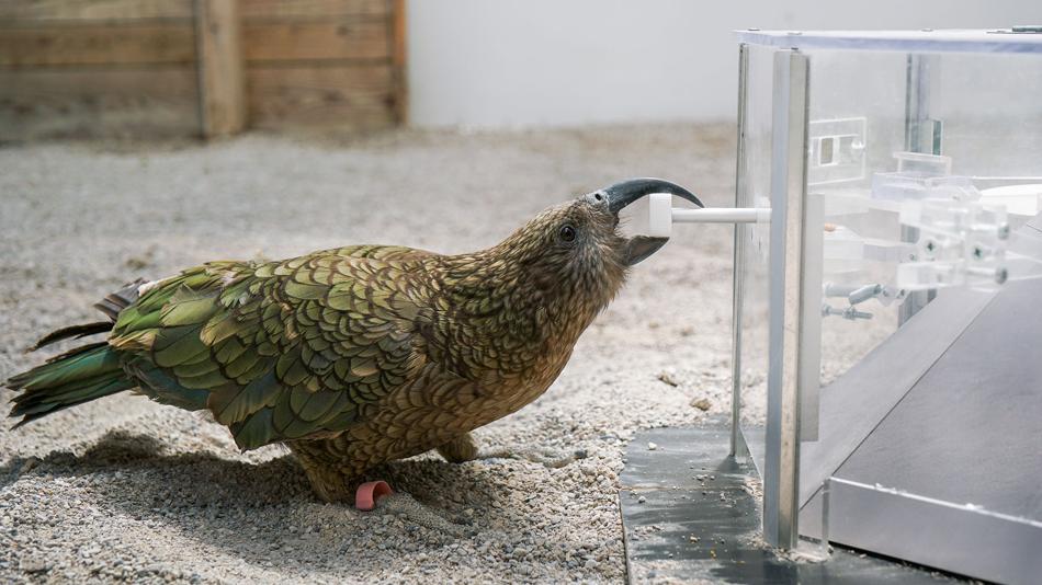 Kea Papagei bei einem Experiment
