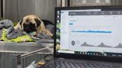 Mops mit EIT Monitor