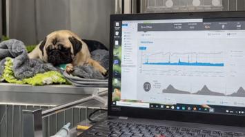 Mops mit EIT Monitor