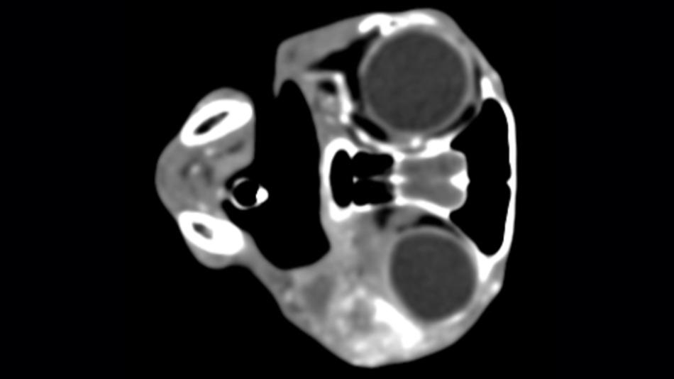 3D Bild einer Katze mit Plattenepithelkarzinom