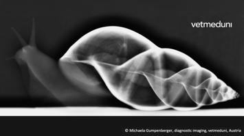 Achatschnecken Röntgen