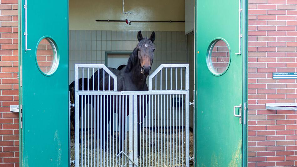 Pferd in der Box in der Pferdeklinik