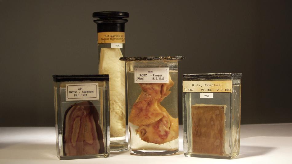 Präparate im Pathologischen Museum der Vetmeduni