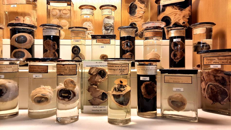 Kaiserlinge, Gewebeproben im Pathologischen Museum der Vetmeduni