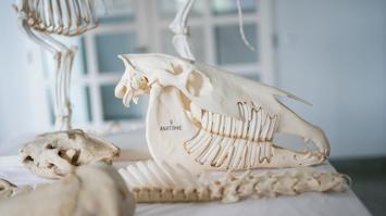 Tierischer Schädelknochen