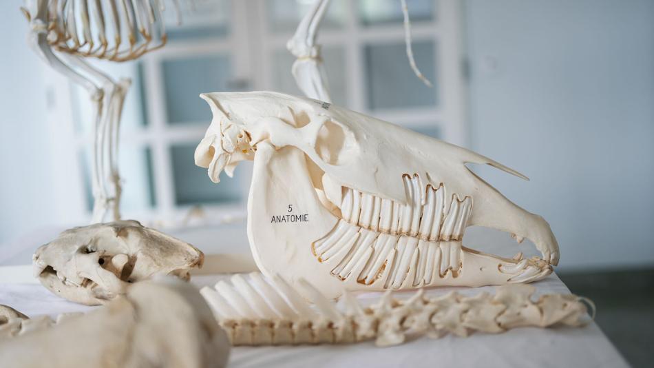 Tierischer Schädelknochen