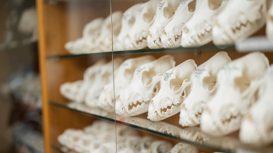 Tierische Schädelknochen in der Vitrine