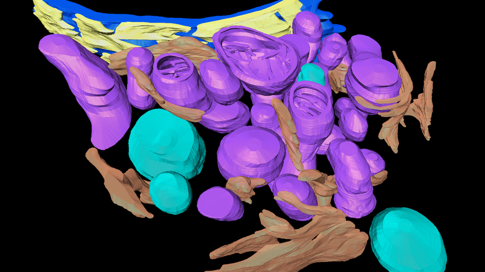 Rekonstruktion der intrazellulären Organellen von Mastzellen