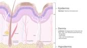 Hautschichten