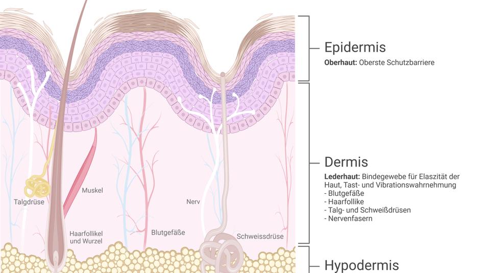 Hautschichten