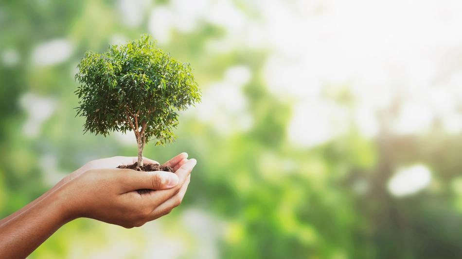 Hände in denen ein kleiner Baum wächst